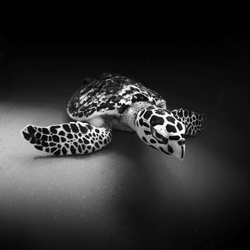 myampgoesto11: Black and white underwater photography by Hengki Koentjoro