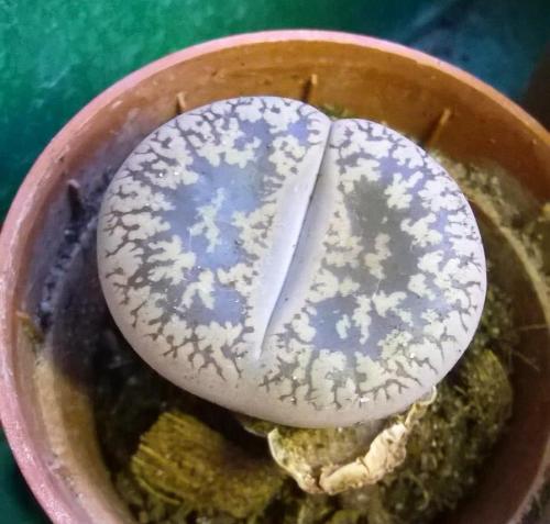 Lithops