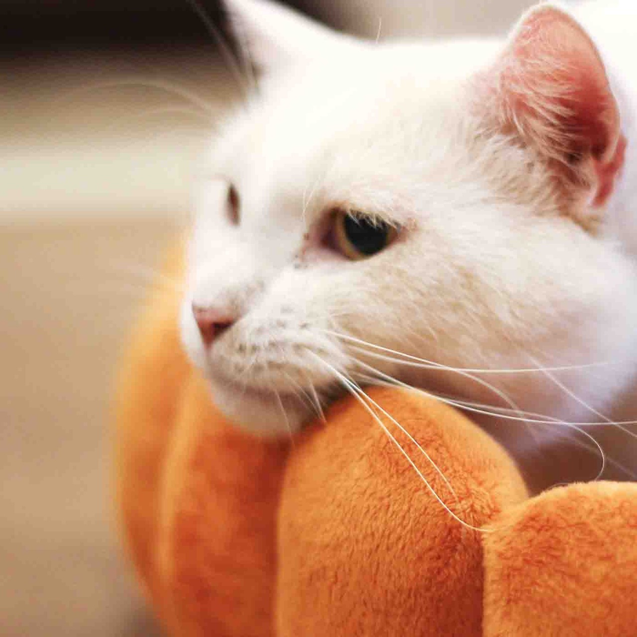 archiemcphee:   Japanese retailer Felissimo has created a way to make our cats appear