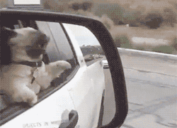 Blazepress:  Just A Dog Battling The Wind.