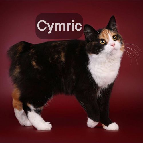 Фото породы Кимрик (Уэльская кошка)