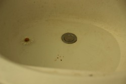 be-lilaced:  old picture of my sink