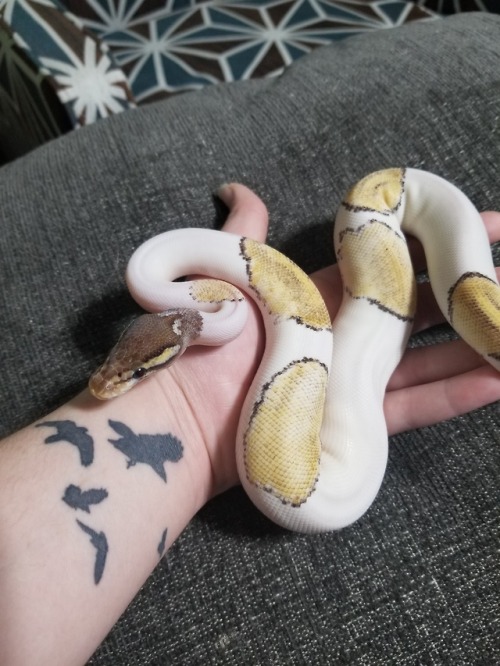 daedricsnakes:a new hand touches the beaconMeridia is home now, and she’s perfect. She’s a shy littl