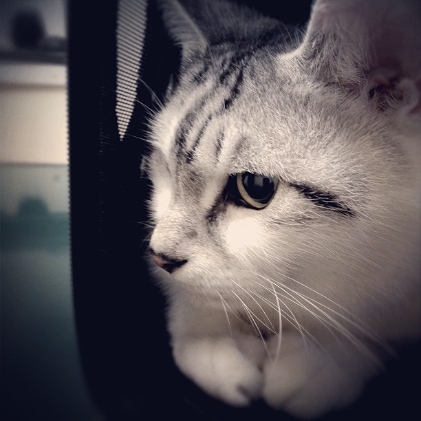 trackslog:  これから注射で不安な、るー。 #cat #猫 #ねこ