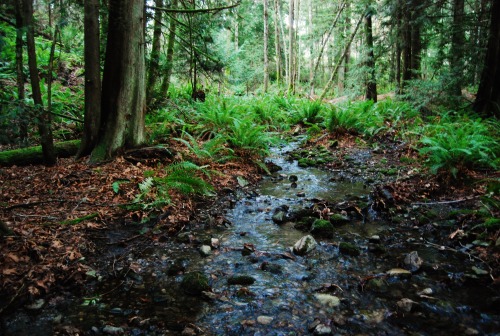 Porn photo tuaari:  my creek 🍂 