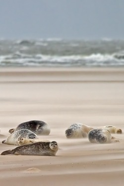 heaven-ly-mind: Seals by Christoph Mischke on