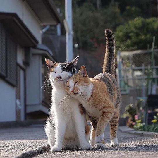 cat-lover-1001:  Love is precious 😍💖💖 