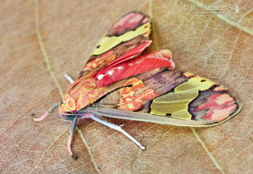 onenicebugperday:Tiger moth, Neonerita dorsipuncta, ErebidaeFound in Central and South America.Photo