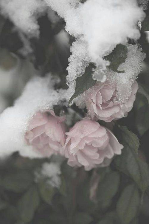 thebeatoftheblackcat: Untitled on We Heart It - weheartit.com/entry/91560605