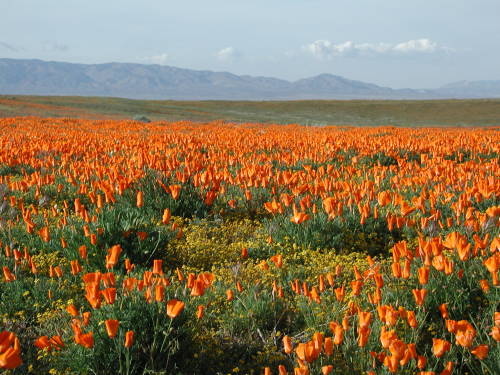 expressions-of-nature:Western Flora: Landscapes by Anita Gould