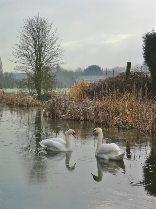 vwcampervan-aldridge:Swans on a frozen canal, Rushall, Walsall, EnglandHELLO to all my 24,000 follow