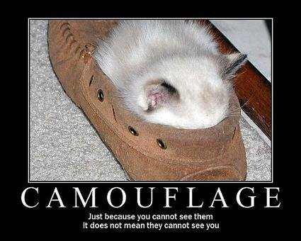 seananmcguire: sophiaslittleblog:  tzikeh:  owl-librarian:  sasgalula:  coolcatgroup: