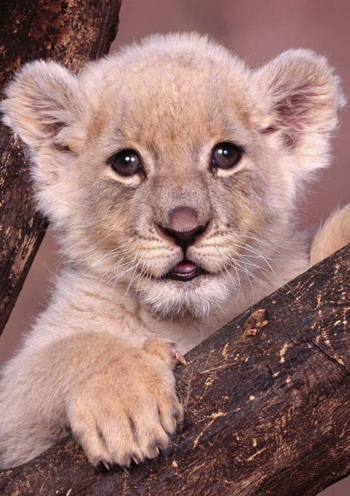  Baby Lion 