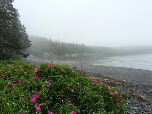 Fog, beach roses, and ocean by Alisa Freed