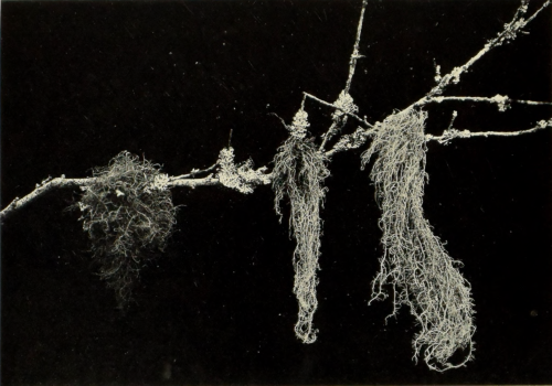 nemfrog:  “Old Man’s Beard lichen.” Flowerless plants. 1913. Internet Archive 