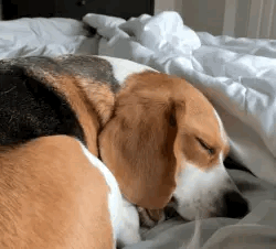 Dog Stimboard