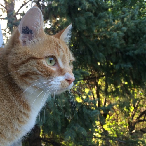 buggsbox:bubba is curious bout the outside world