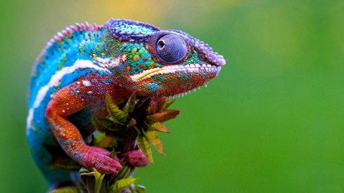 nemotes:  Chameleons are super cool, just in case you didn’t know yet.