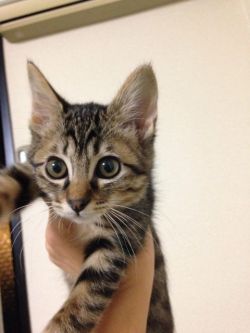 46187:  子猫の成長早すぎワロタｗｗｗｗ : 〓 ねこメモ 〓