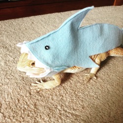 sashathebeardie:  Sasha is ready for shark