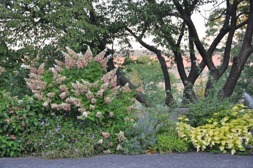 2016 Year in ReviewIn late summer, the garden is at a peak of bloom. In this section of the west bor