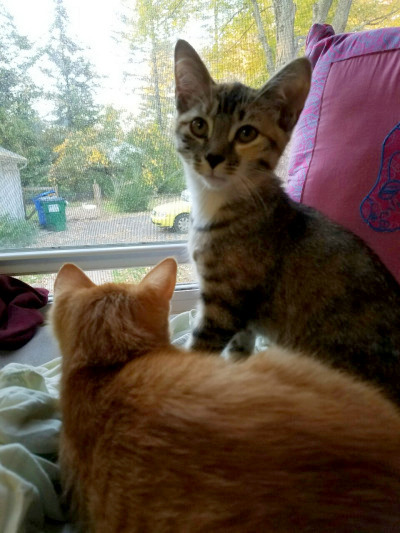 happy national cat day from these goobers (submitted by @spookyskkully​)