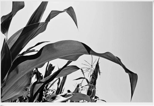 yama-bato: ©yama-bato  