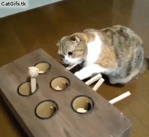 OMG! I am so in love with this cat!!!