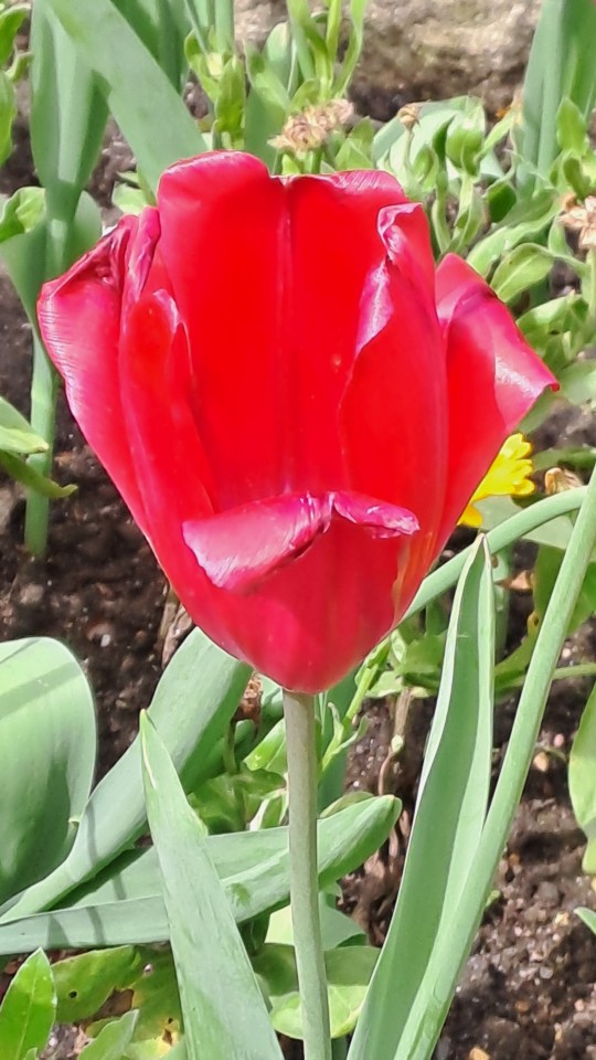 #redtulips #amateurphotography