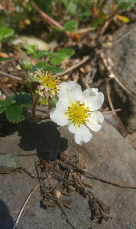 Fragaria chiloensis is in the family Rosaceae. Commonly known as beach strawberry, it is native to t