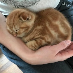 coolcatgroup: Keep the cinnamon roll warm 