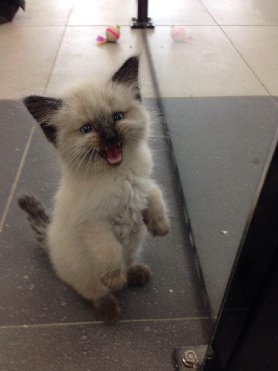 catsbeaversandducks:  Via sarah-scales:  We have one kitten left at work and he