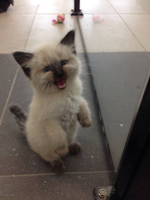 sarah-scales:We have one kitten left at work and he does not like to be ignored! He demands you pay attention to his cut