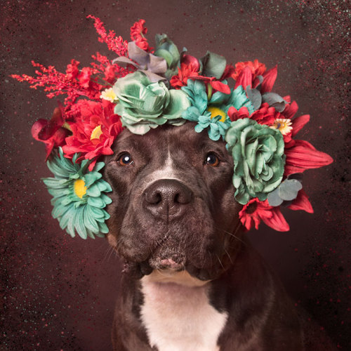 tamponinateacup: awesome-picz: ‘Pit Bull Flower Power’ by  French photographer Soph