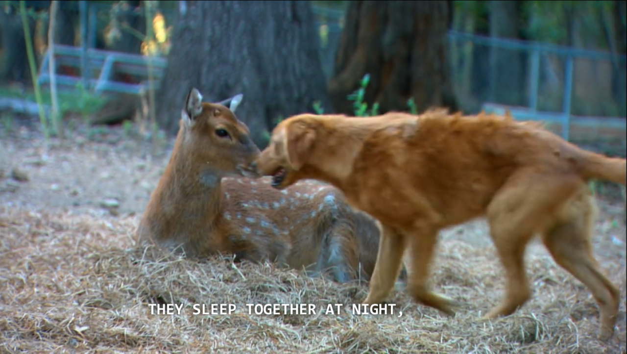 rhydons:  Petition to replace teen mom with deer mom on mtv 