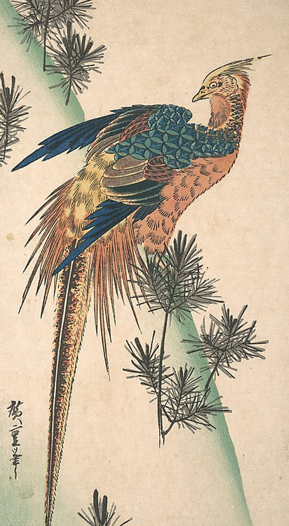 Ukiyo-e woodblock print of a pheasant, about 1840&rsquo;s, Japan.  Artist Utagawa Hiroshige