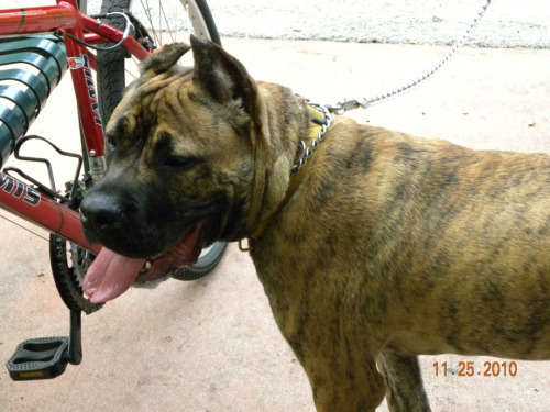 Impresa Kennels Presa Canario Breeders Miami, FL (786) 383-4DOG (4364) See more pics on Facebook Imp