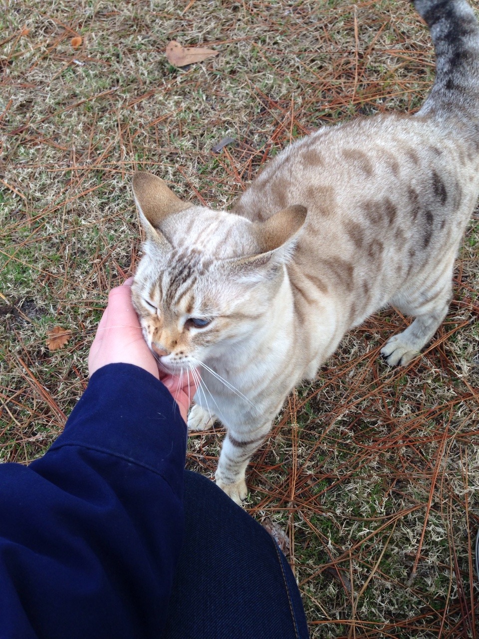 carolxne:anyway I met a really pretty n sweet kitty at work today