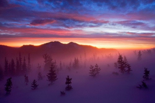 l3link182:  Ghosts of the Tundra by Scott Hotaling     