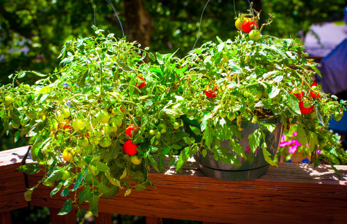 Olenko’s Raw Vegan Pasta with Pesto and Garden Tomatoes  I have beautiful baby tomatoes growing on m