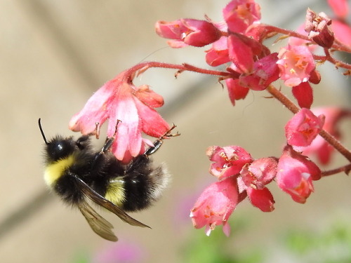 nanonaturalist: Up, up, and away! Photos from July 25 at Silver Springs Botanical Gardens in Calgary