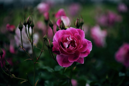 Dark rose and rosebuds. 
