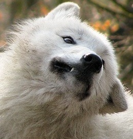 bearsboozebass:Wolfderps