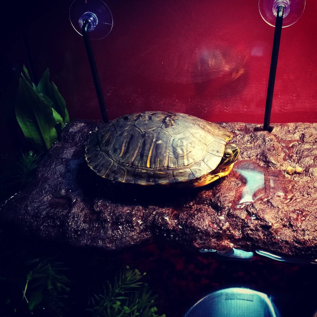 hispirategirl:  The need addition to the zoo… meet Rackham. Daddy’s birthday