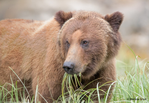 bearotonin-international: sitting-on-me-bum: Young brown bear eating sedge grass, Lake Clark, Alaska