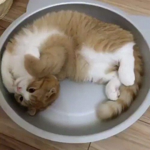 awwww-cute:Cat in a dish (Source: http://ift.tt/2rQTZYg)