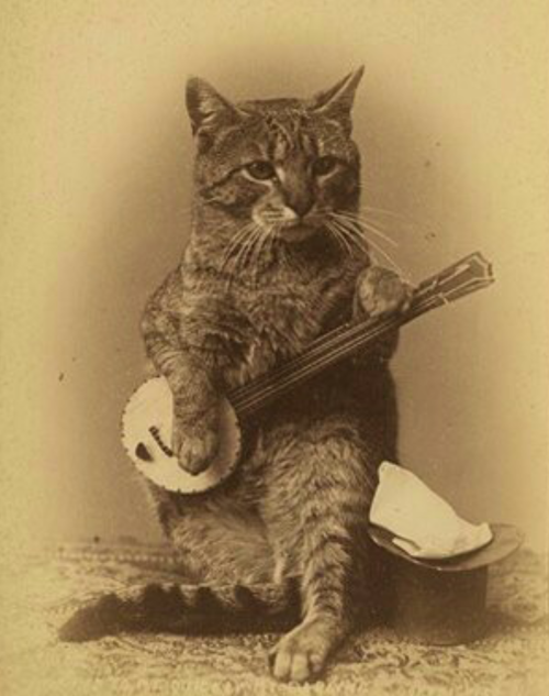 southcarolinamermaid:A cat playing a banjo, c. 1890s. 