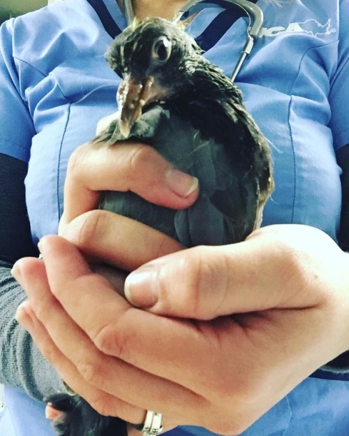 Feed me! feed me! #babybird #rescue (at Black Mountain, Henderson)