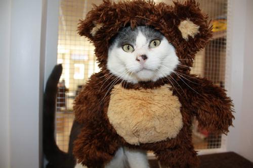 [IMAGE DESCRIPTION: a gray and white cat is wearing a brown bear costume. the costume hangs off the 
