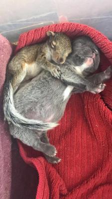 awwww-cute:  My fiancée is a vet tech. These are some of the orphans she’s taken in after Hurricane Irma. (Source: http://ift.tt/2jwfbE1)